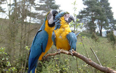Vergrößerte Ansicht: Zwei blau-gelbe Vögel