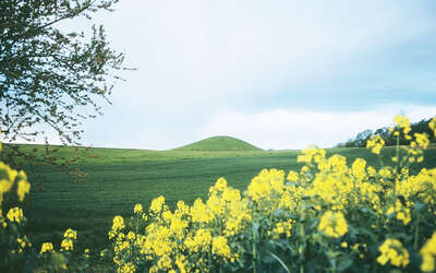 Vergrößerte Ansicht: Wiesenlandschaft mit gelben Blumen