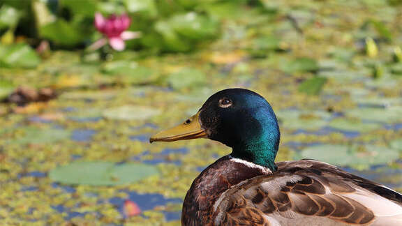 Vergrößerte Ansicht: Ein Erpel vor dem Seerosenteich