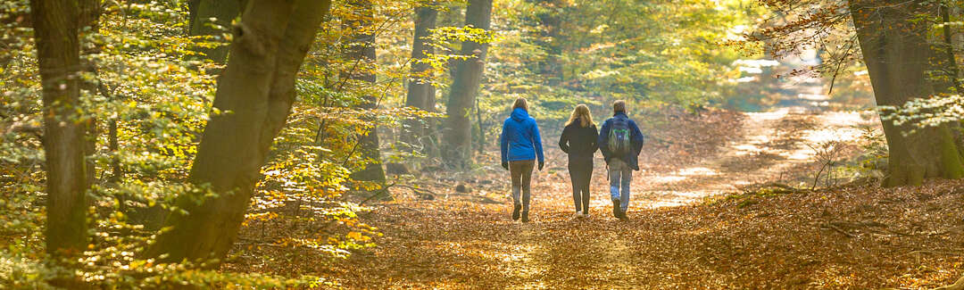 Drei Wanderer im Herbstwald