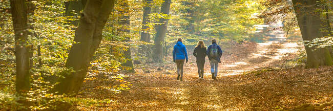 Drei Wanderer im Herbstwald