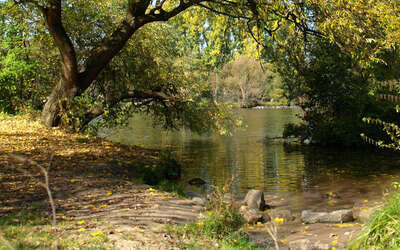 Vergrößerte Ansicht: Verwachsener Uferbereich am Main