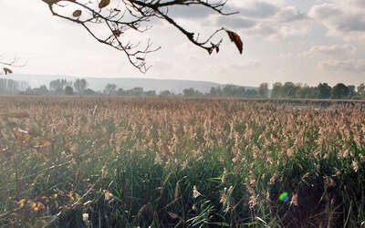 Vergrößerte Ansicht: Schiff im Schweinsberger Moor
