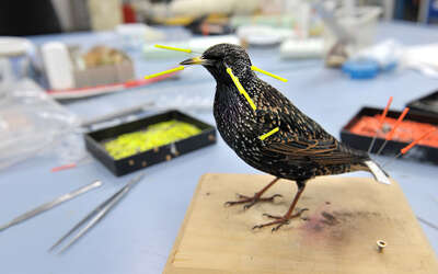 Star in der Präparation