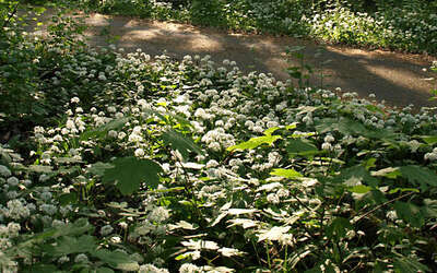 Vergrößerte Ansicht: Grüne Pflanzen im Wald